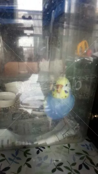 コメントの画像