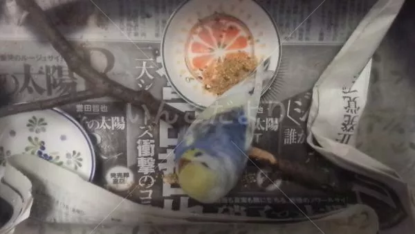 コメントの画像