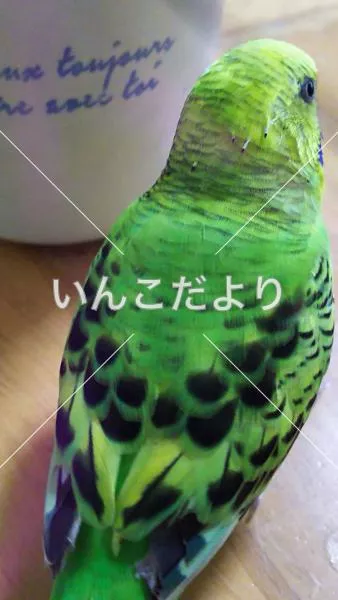 コメントの画像