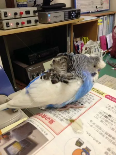 コメントの画像