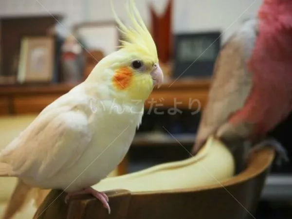 コメントの画像