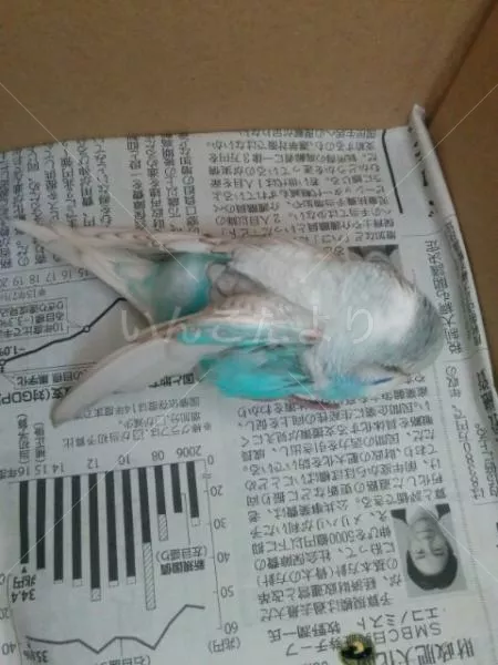 コメントの画像