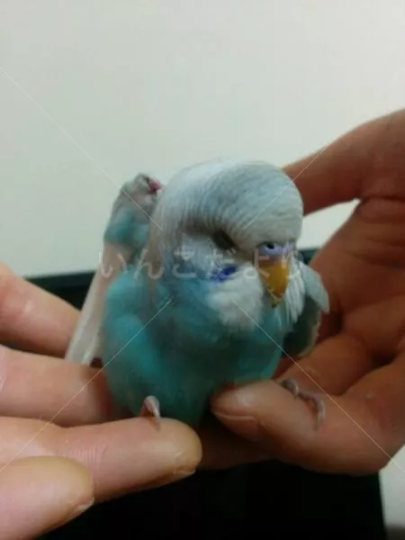 コメントの画像