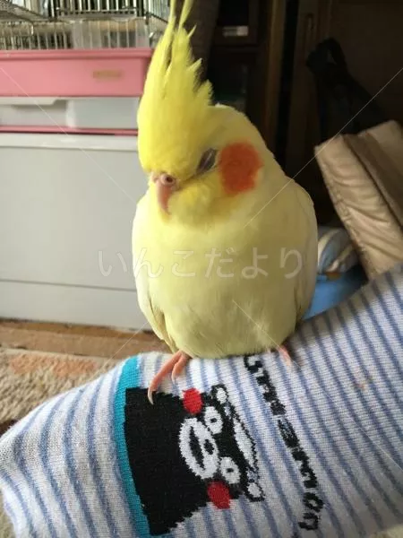 コメントの画像