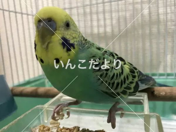 コメントの画像