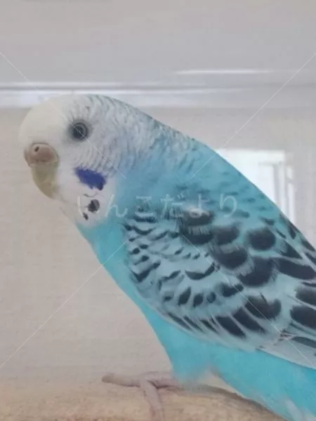 コメントの画像