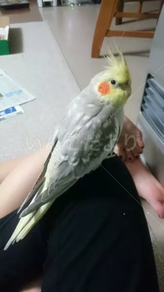 コメントの画像