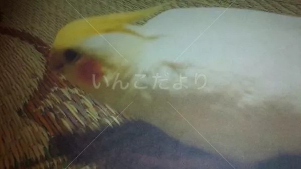 コメントの画像