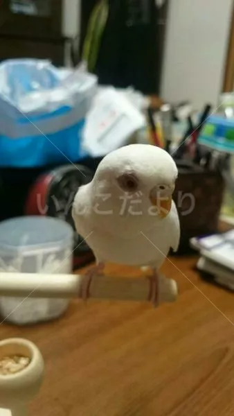 コメントの画像