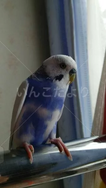 コメントの画像