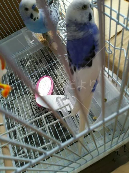 コメントの画像