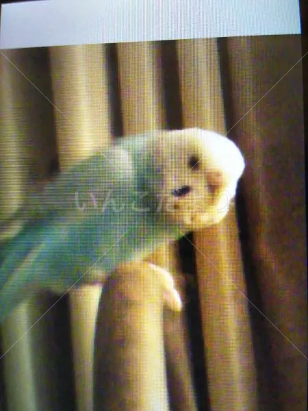 コメントの画像