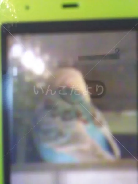 コメントの画像