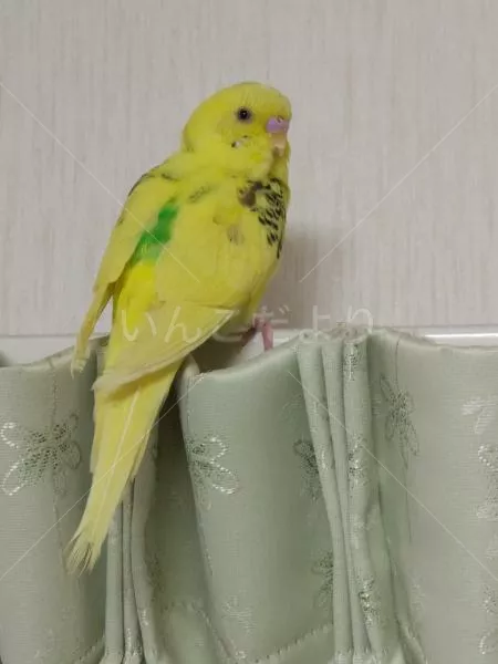 コメントの画像