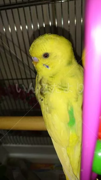 コメントの画像