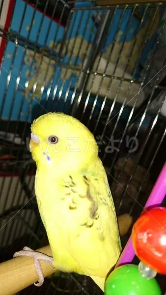 コメントの画像