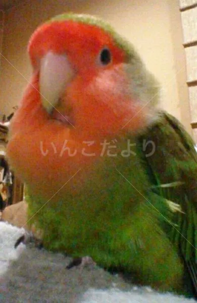 コメントの画像