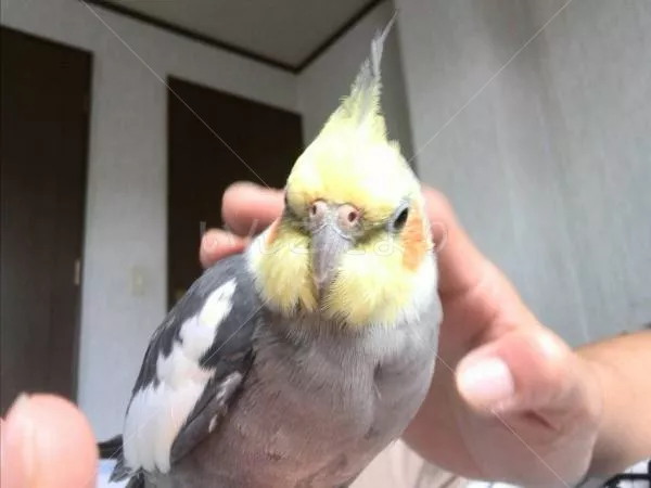 コメントの画像