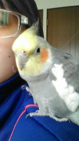 コメントの画像