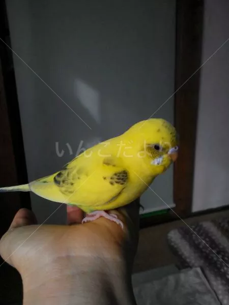 コメントの画像