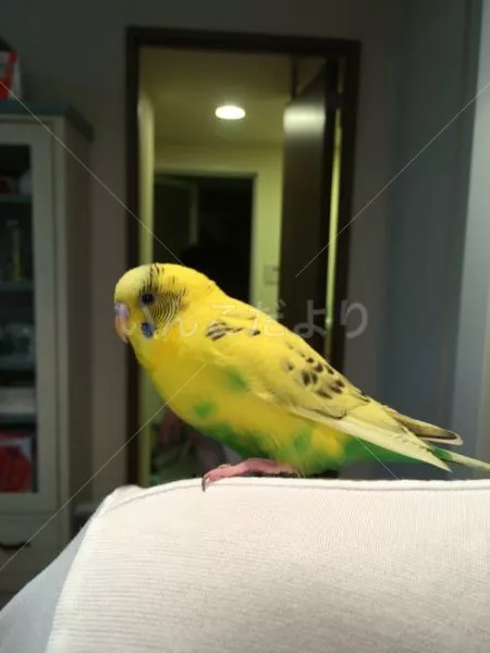 コメントの画像