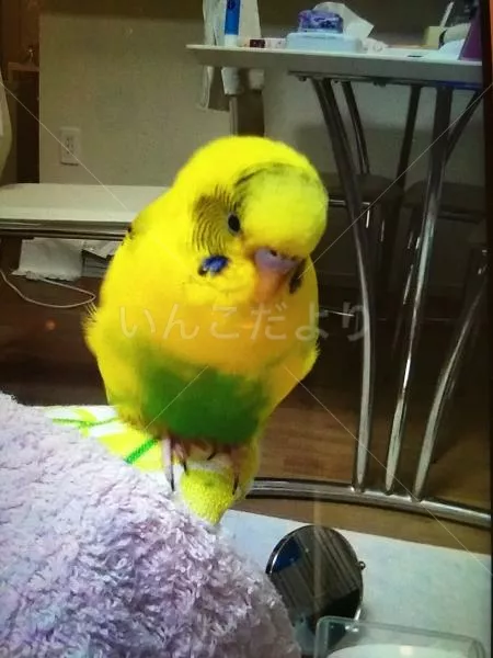 コメントの画像