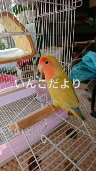 コメントの画像