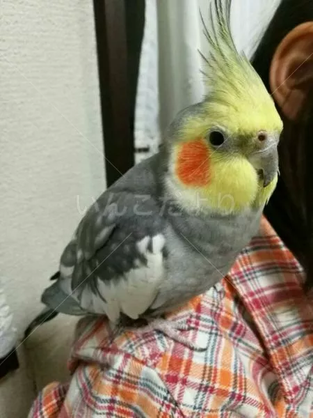 コメントの画像