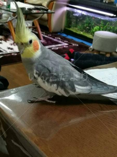 コメントの画像