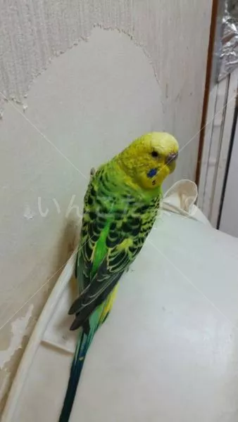 コメントの画像