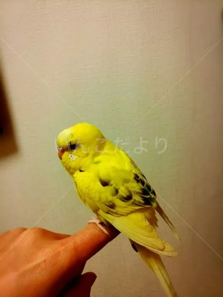 コメントの画像