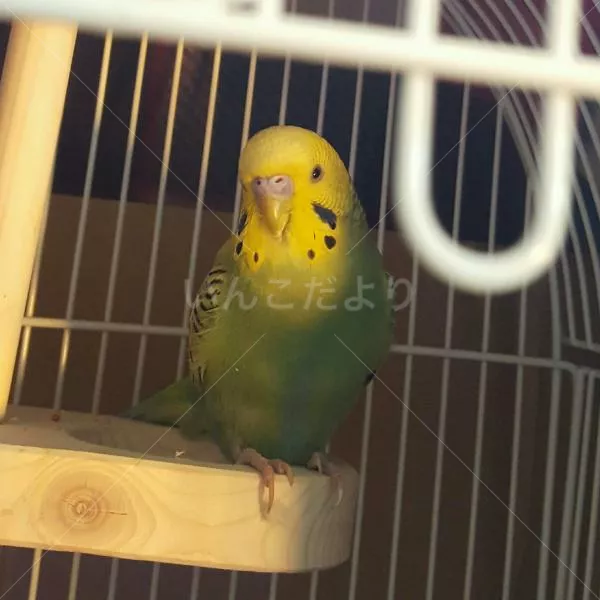 コメントの画像