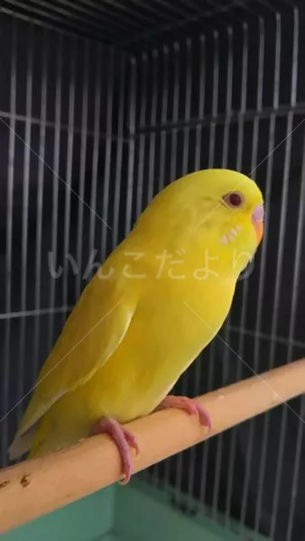 コメントの画像