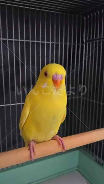 コメントの画像