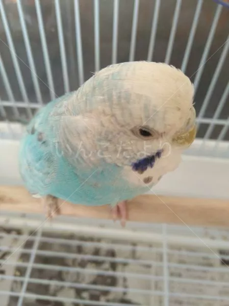 コメントの画像