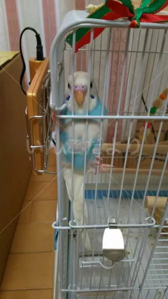 コメントの画像