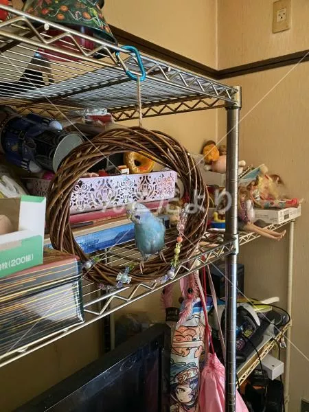 コメントの画像