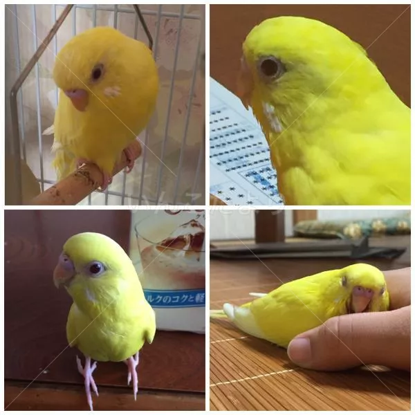 コメントの画像