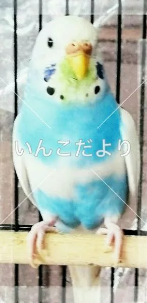 コメントの画像