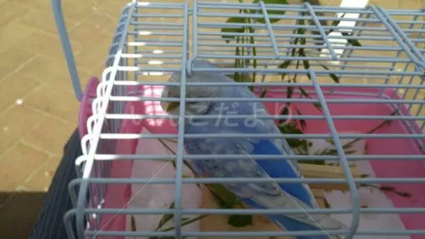 コメントの画像