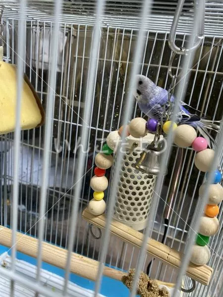 コメントの画像