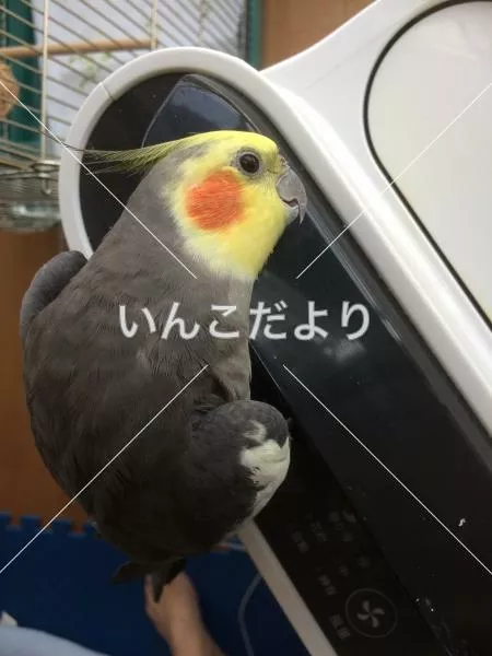 コメントの画像