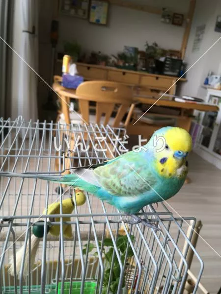 コメントの画像