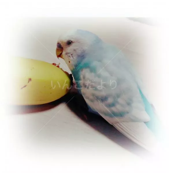 コメントの画像