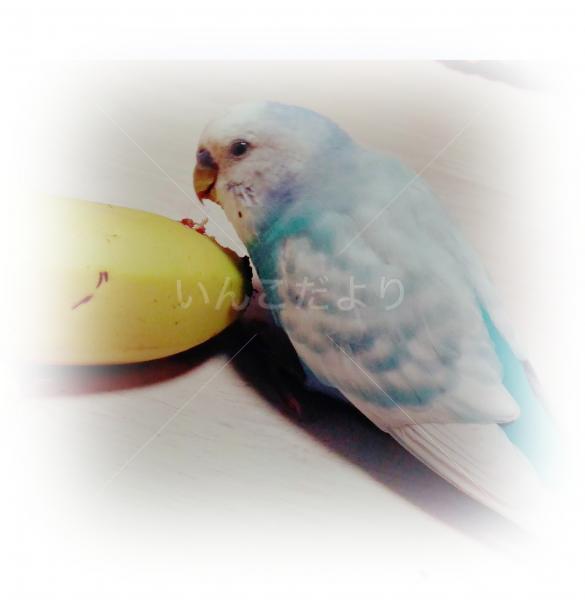 コメントの画像