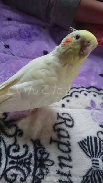 コメントの画像