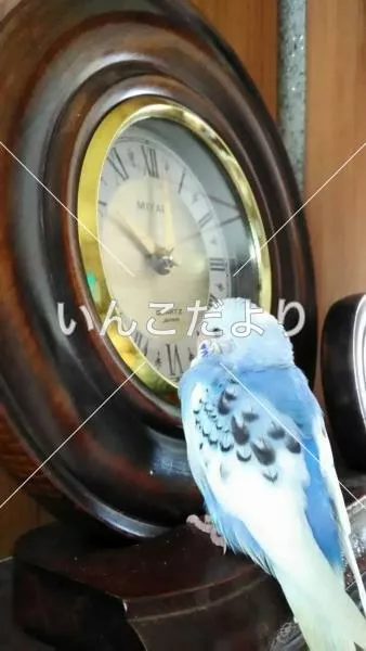 コメントの画像