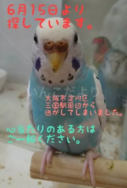コメントの画像