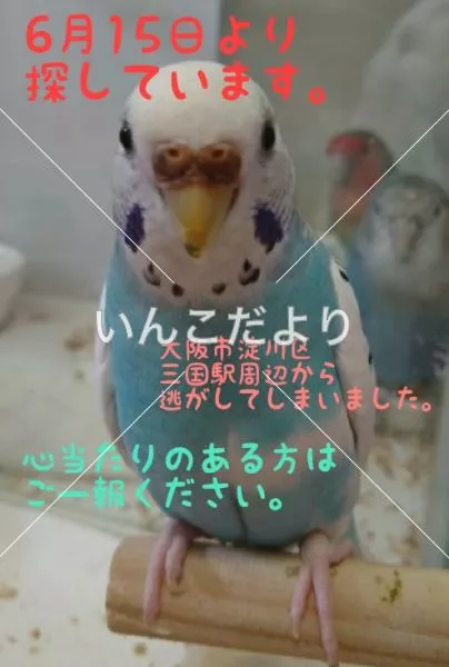 コメントの画像