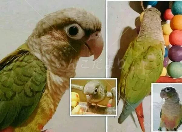 コメントの画像